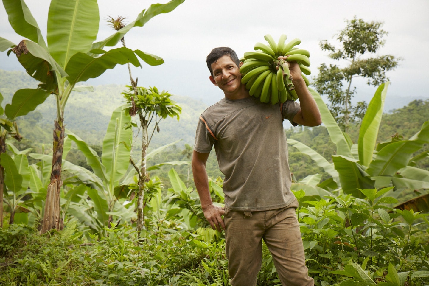 being the top banana: organically grown bananas and why they matter
