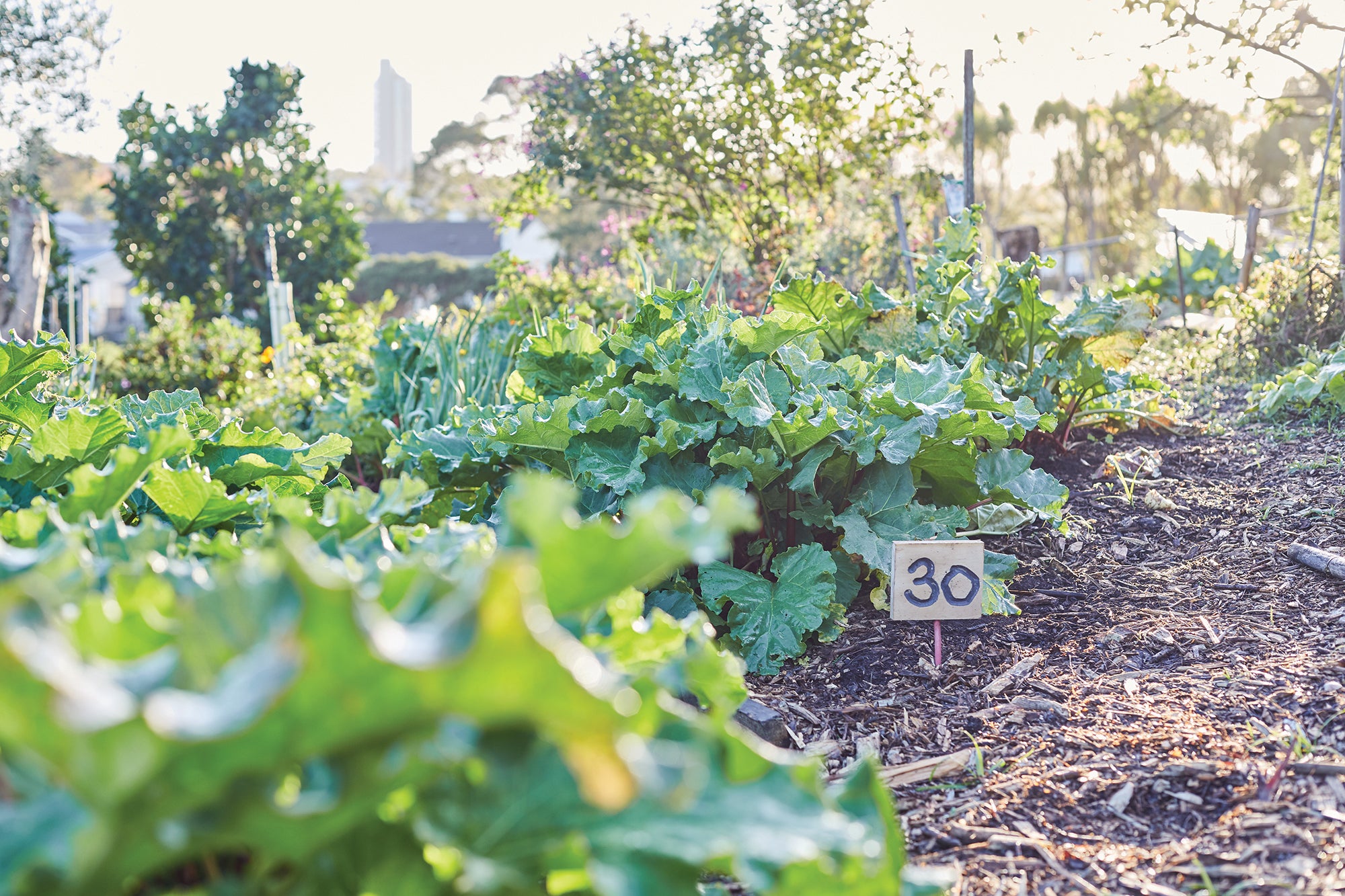 first foods, eating organic